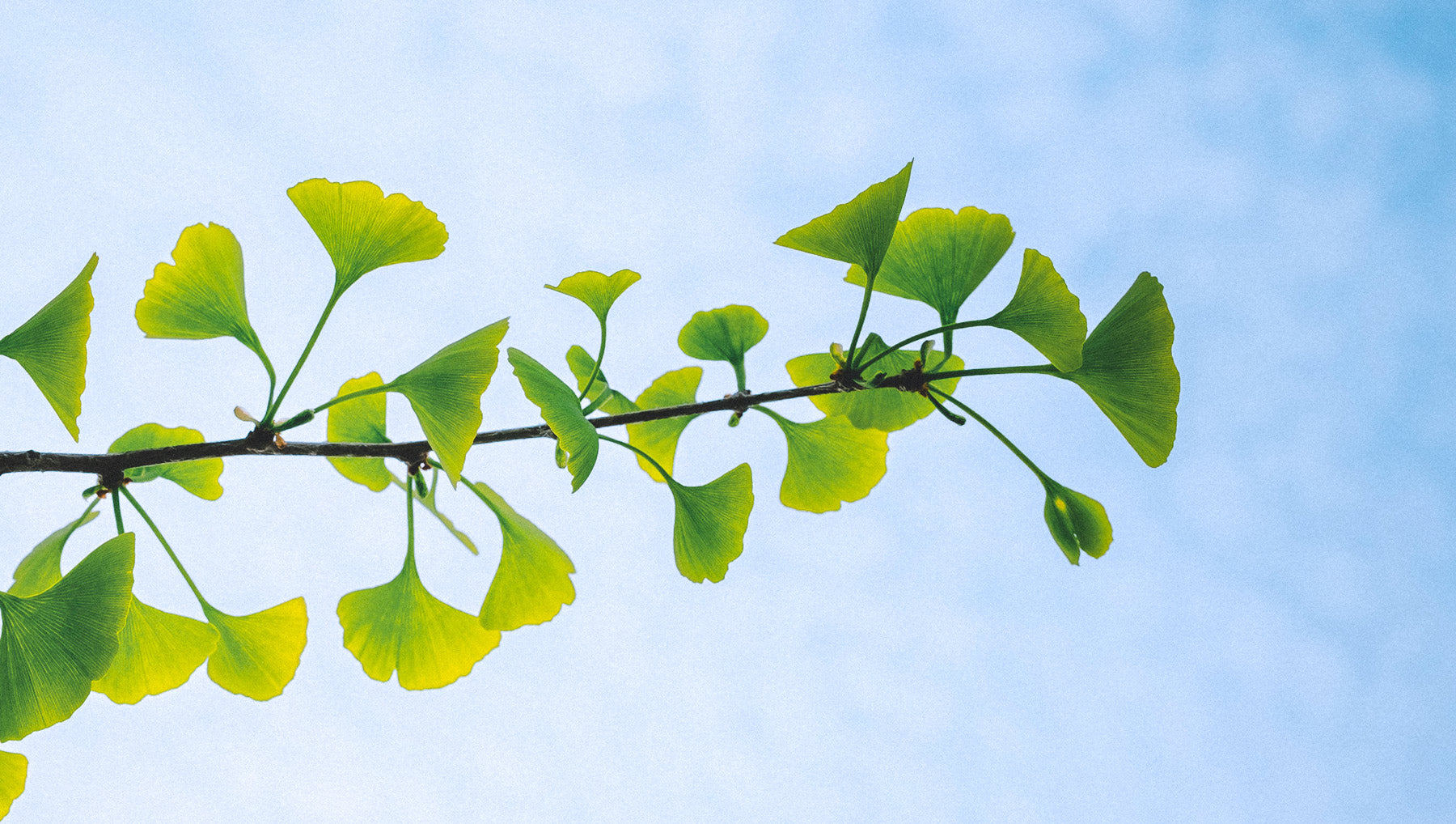 Le Ginkgo biloba : l’allié naturel de la concentration